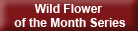 Wild Flower of the Month Series